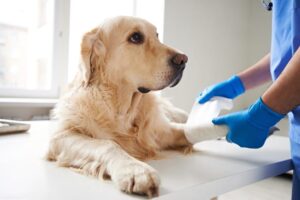 Dog at the emergency vet