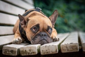Dog asthma