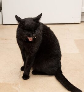 Causes of cat gagging