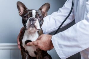 heatstroke dog with veterinarian