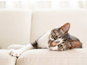 Cat drooling
