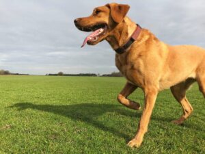 dog limping