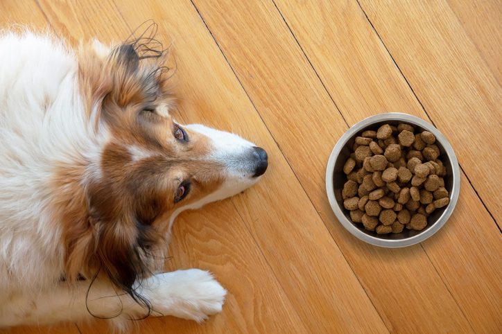 dog won't eat