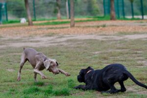 fun summer activities with dog orlando fl