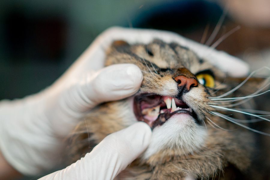 cat dental care tips