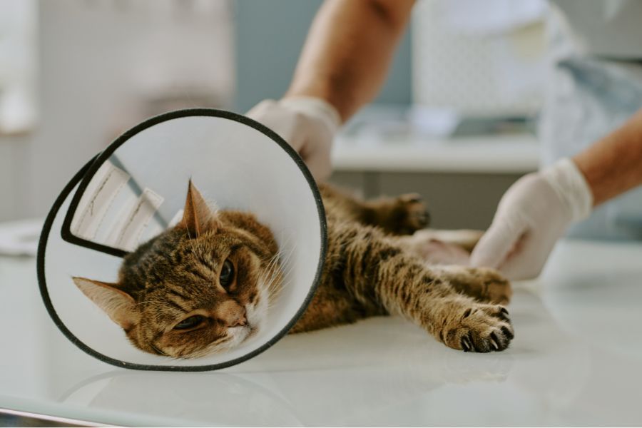 spay neuter surgery preparation