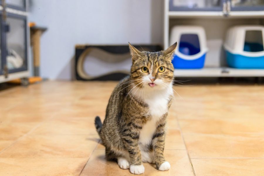 signs of urinary problems cats
