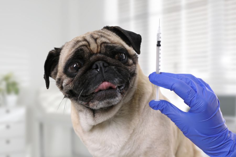 missed dog vaccination risks