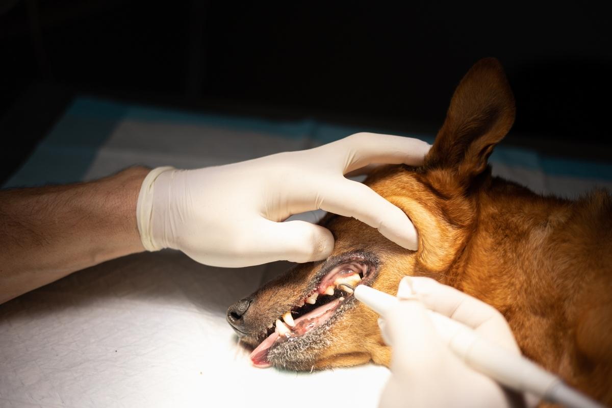 Common Signs of Dental Problems in Dogs and Cats