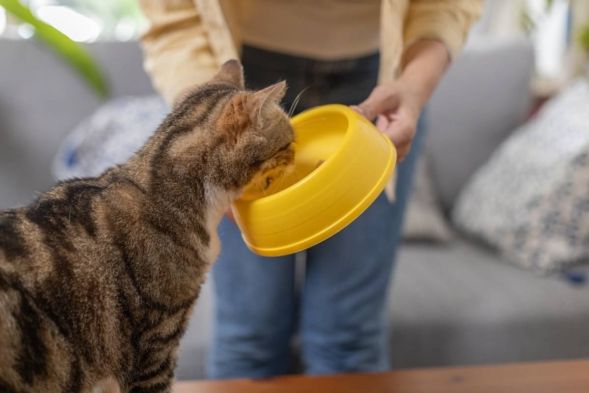 How Much Should I Feed My Cat? A Complete Feeding Guide