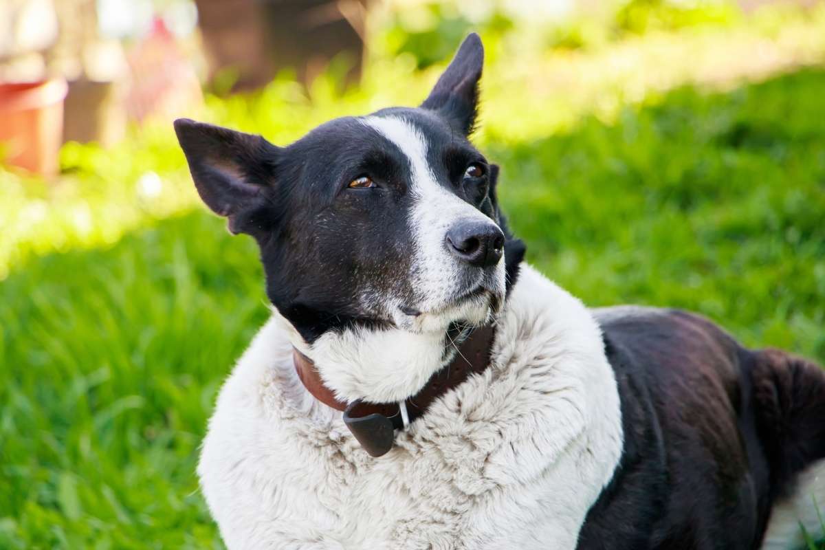 How to Help Your Overweight Dog Lose Weight Safely