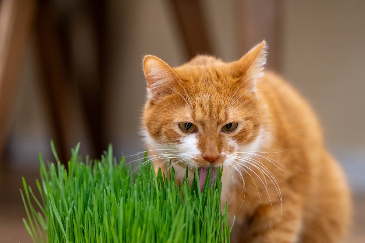 Why Cats Eat Grass: Causes, Benefits & Warning Signs