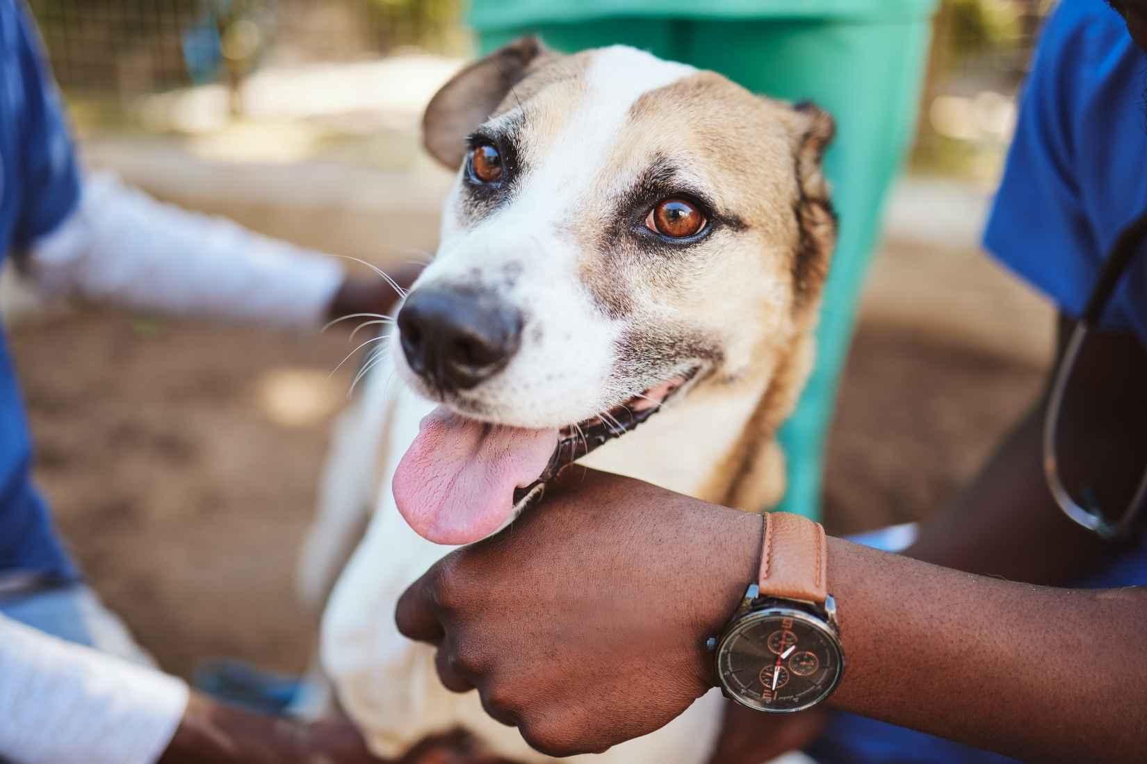 How Often Should Pets Get Wellness Exams