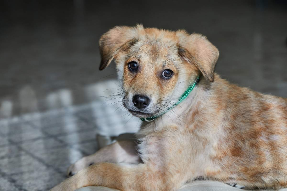Pet Allergy Signs Every Orlando Owner Should Know