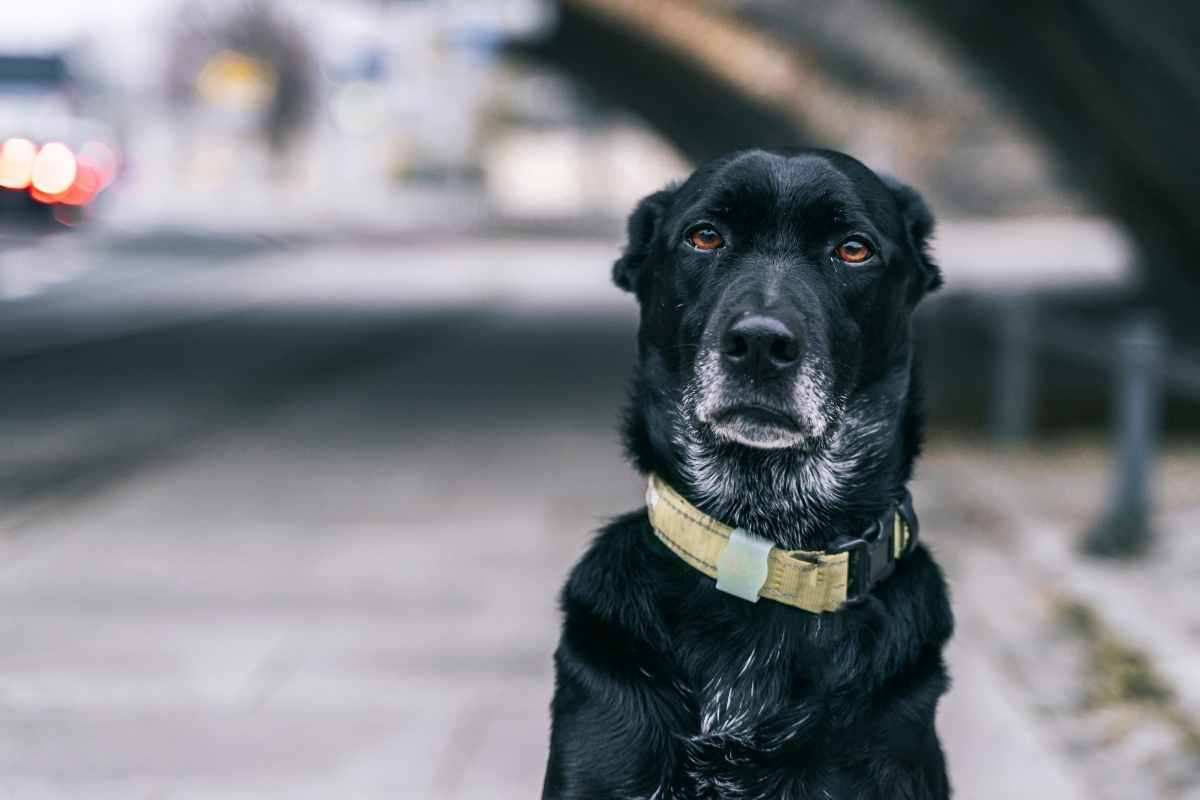 How a Trusted Veterinarian Supports Your Pet Through Every Life Stage