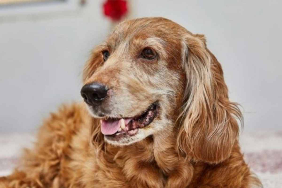 How to Identify Dementia Symptoms in Older Dogs