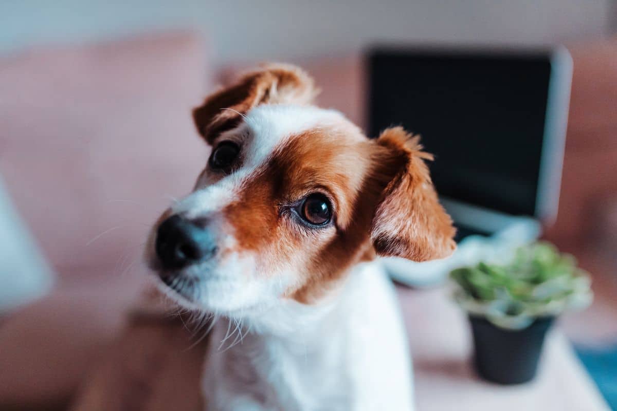 Hydrogen Peroxide for Dogs: Weight-Based Dosage and Safety Tips