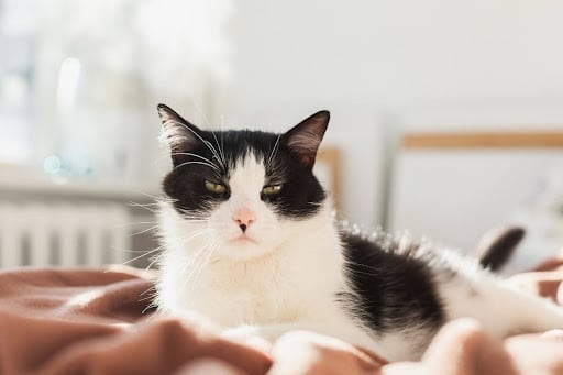 What Causes Cats to Chirp? Understanding This Feline Vocalization