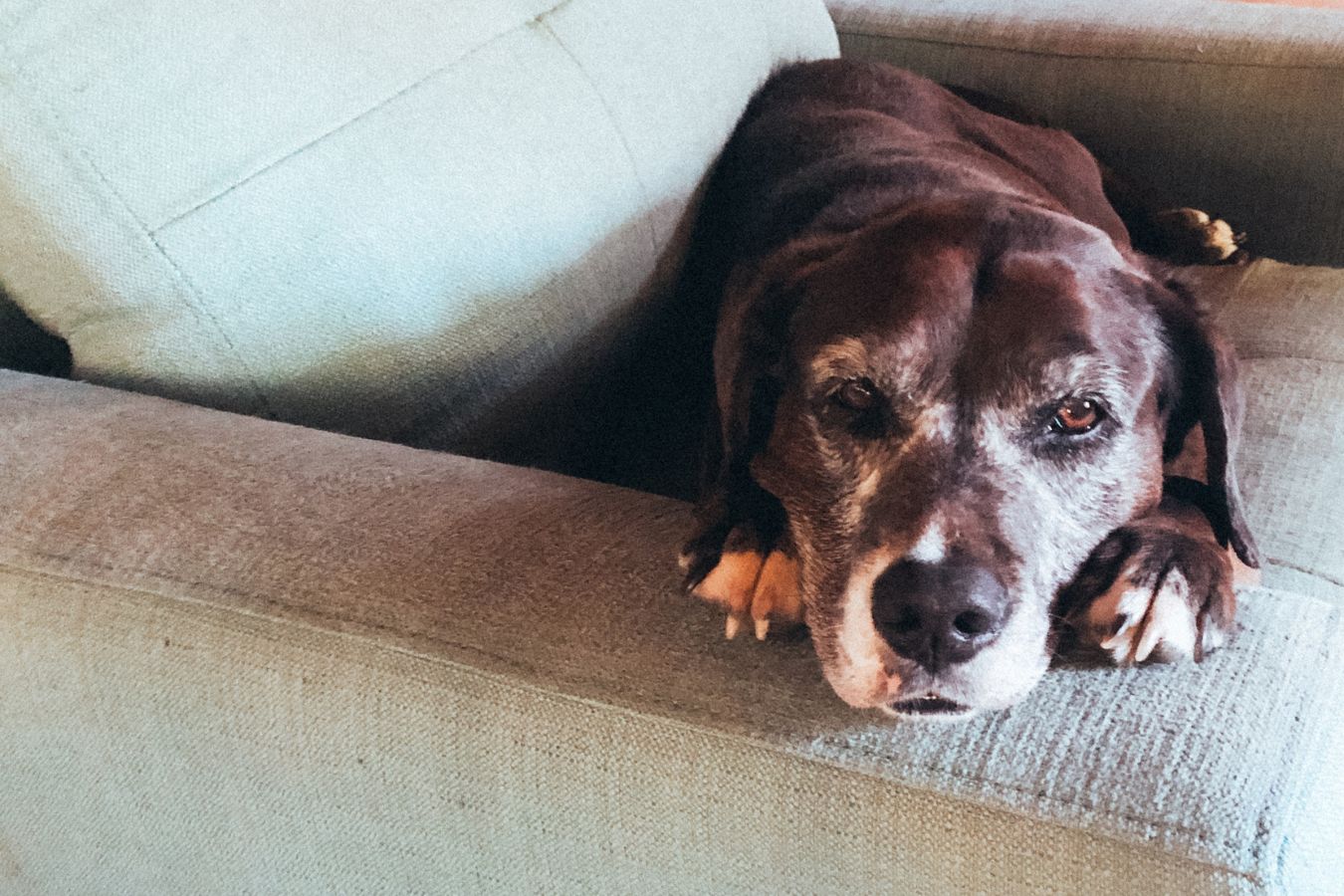 When Is Excessive Drooling in Pets a Serious Concern?