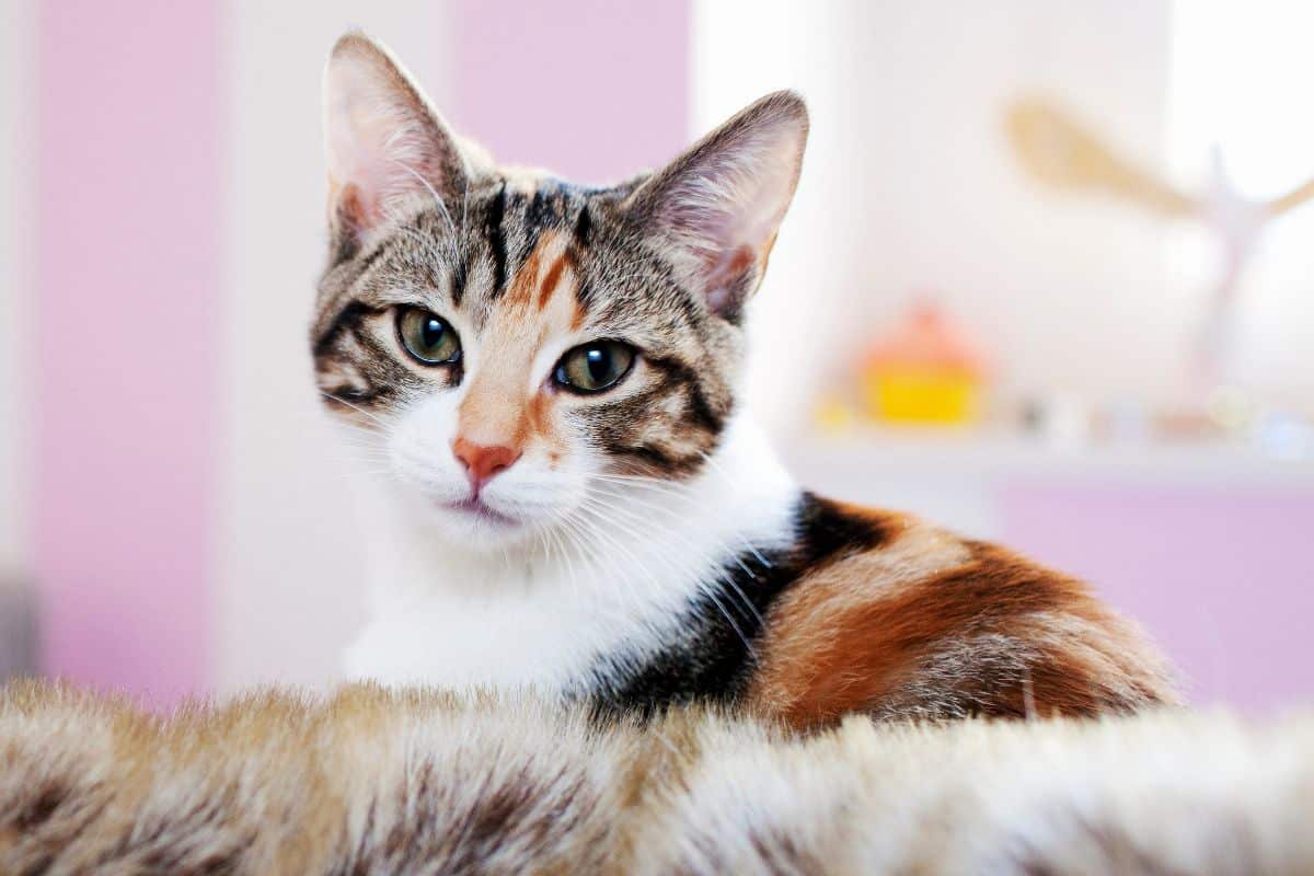 When Pet Eye Discharge May Indicate a Health Problem