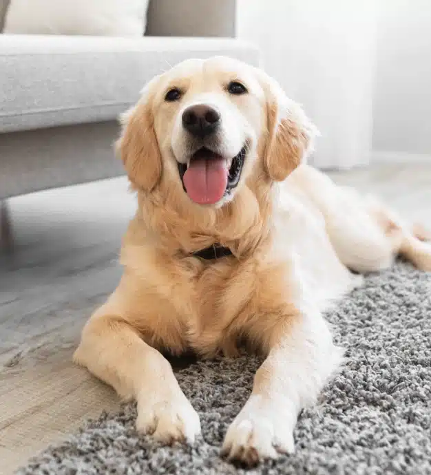 Golden retriever lying comfortably on a rug indoors, representing urgent pet care services in Maitland, FL