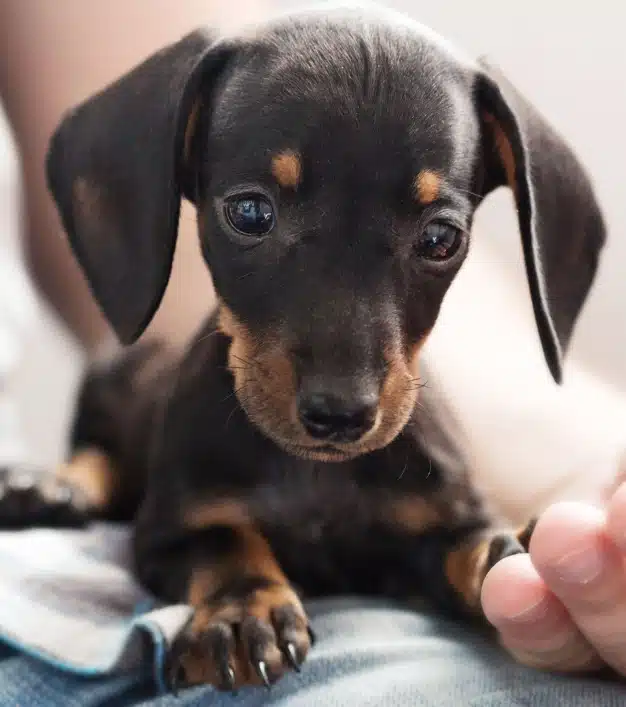 Dachshund puppy with owner's hand nearby, representing urgent pet care services in Orlando, FL