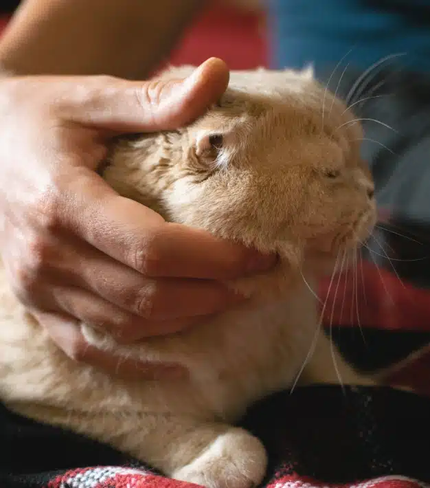 Owner gently cradling an orange tabby cat's head, representing urgent pet care services in Orlando