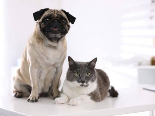 How Laser Therapy Can Help Pets Recover and Manage Pain