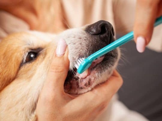 How Often Should Dogs Have Their Teeth Professionally Cleaned?