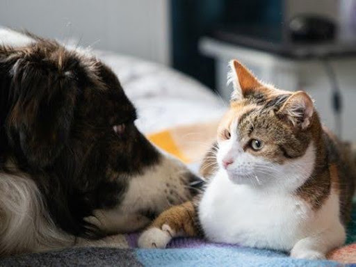 Minor Pet Injuries vs. Serious Problems: When to Seek Veterinary Care