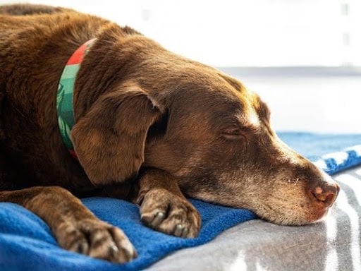 Senior Dog Health: The Benefits of Proper Weight Management