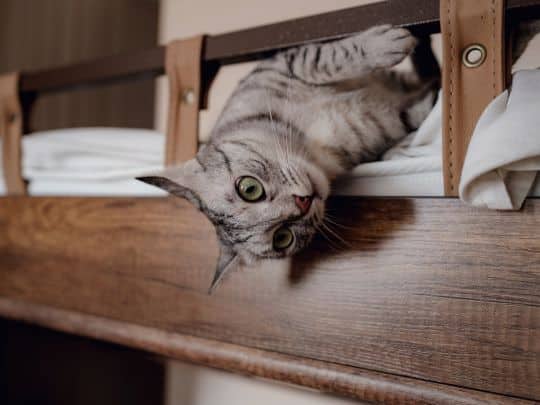 My Cat Is Suddenly Aggressive or Withdrawn: What's Going On?