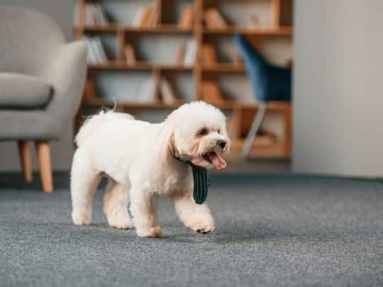 Signs of Bloat in Dogs Every Owner Should Recognize