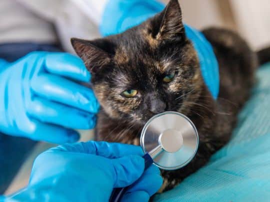 Why Dental X-Rays Matter During Your Pet’s Dental Cleaning