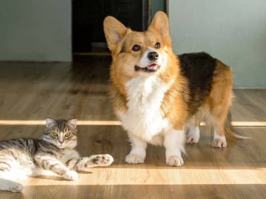 Why Pets Lick Surgical Incisions and How to Prevent It