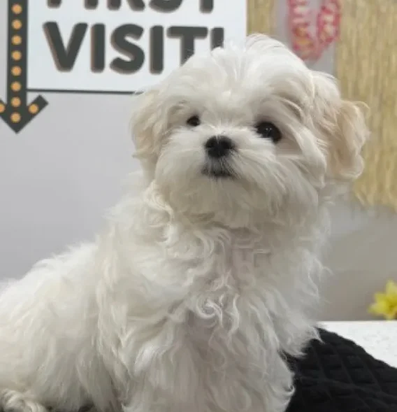 Welcome to Maitland Animal Hospital